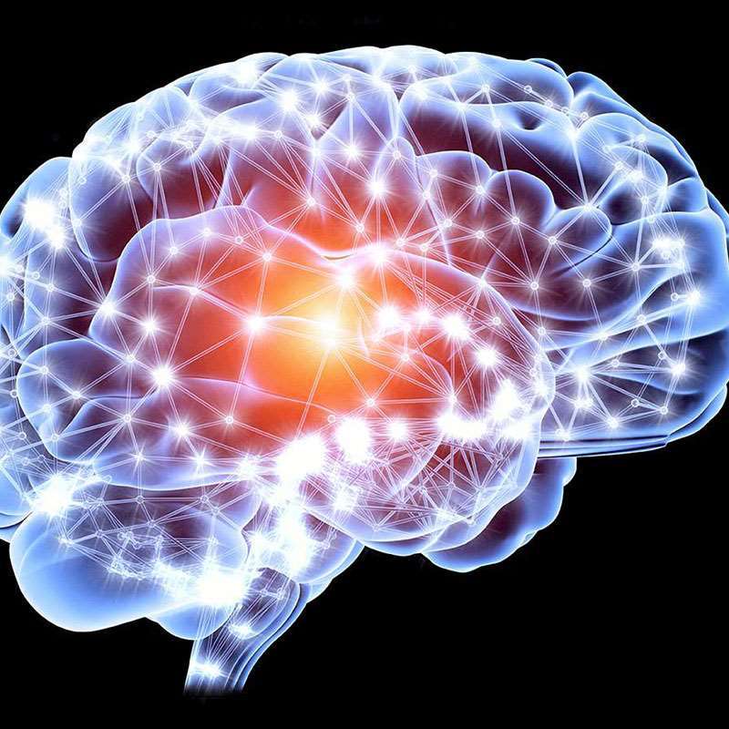 Brain