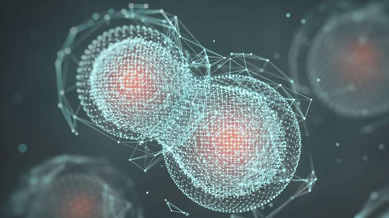 Photographic representation of cellular development